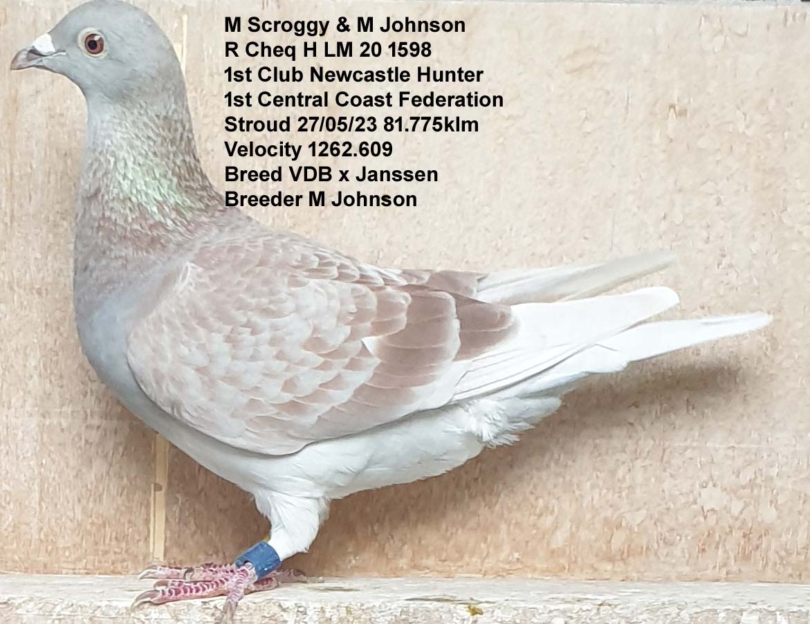 Central Coast Racing Pigeon Federation 2023 Fed And Club Winners